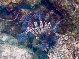 Lionfish IMG 7325